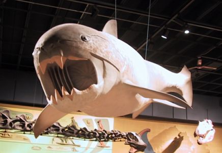../Ztrange-Cleveland/Dunkleosteus_STA.JPG