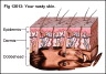 image/_bd_medical_diagram2.jpg