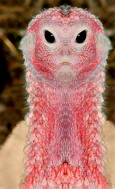 ../LeMur_Collection/LeMur3/bd_unseemly308.jpg