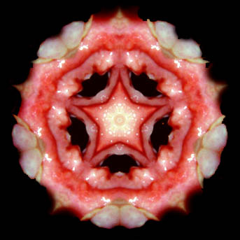 ../lemur6/bd_pronstar210.jpg
