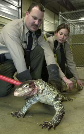 ../lemur-02-3/dead_man_lizards_dewil101.jpg