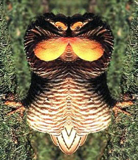 ../lemur-02-5/bd_unseemly305.jpg