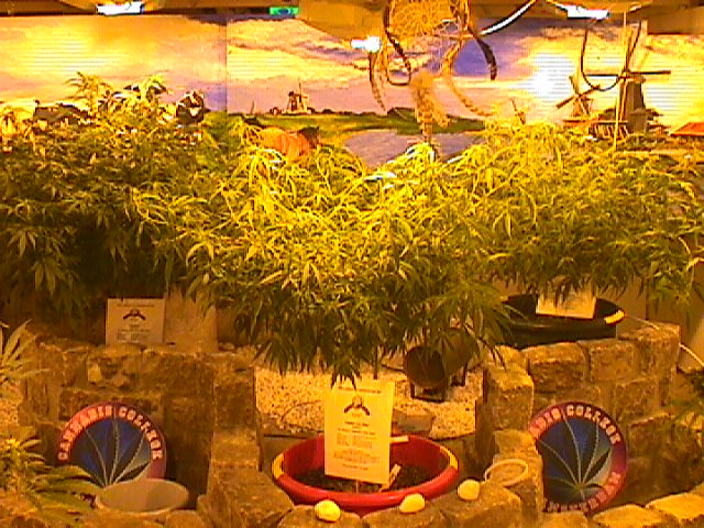 ../allphotos/33-C-COLLEGE-PLANTS.JPG