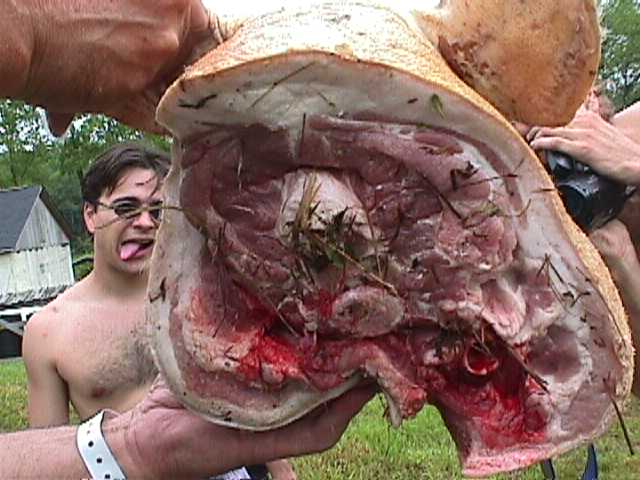 ../ZEPOL/Z-Misc.Scenes/pigstumpECU.JPG