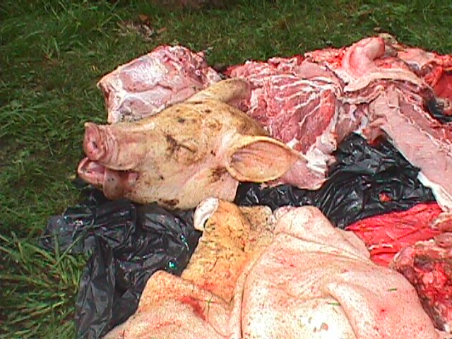 ../sisdec/misc/pig04.jpg