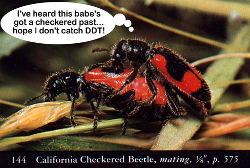 ../fern19/bd_bugPorn2.jpg
