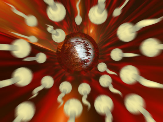 ../../IMBJR-33/in_the_egg.jpg
