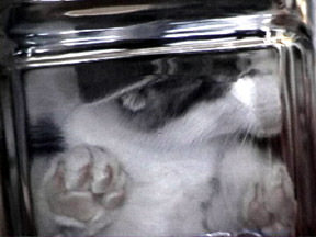 ../lemur1/bonsaikitten.jpg