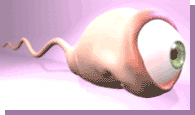 ../lemur1/spermani.gif